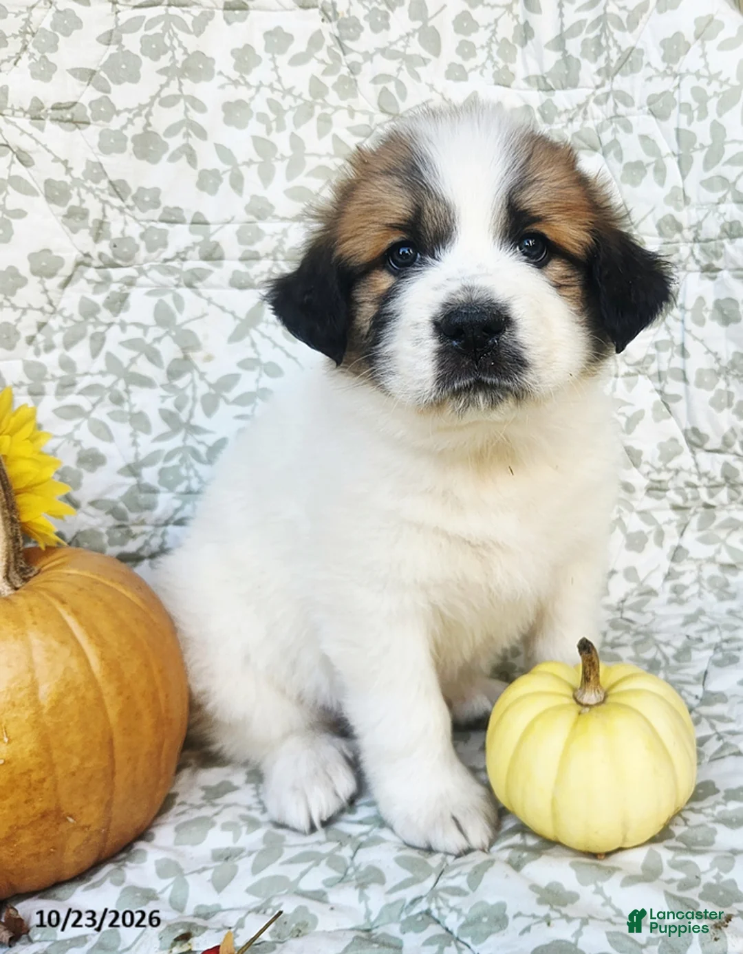 Saint Bernard dogs for sale: Rosie - Ad 1