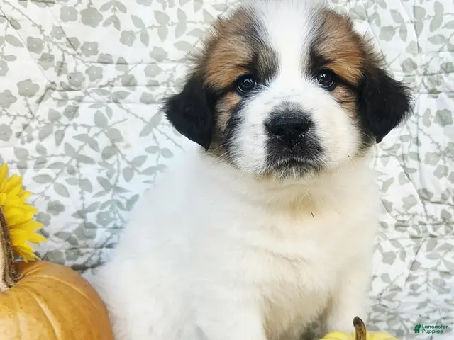 Saint Bernard dogs for sale: Rosie - Ad 1