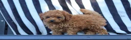Cavapoo dogs for sale: Emily  - Ad 5