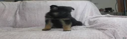 German Shepherd dogs for sale: Buzz - Ad 3