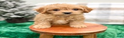 Cavapoo dogs for sale: Champ - Ad 2