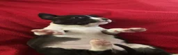 American Staffordshire Terrier dogs for sale: American Staffordshire Terrier 2 - Ad 28