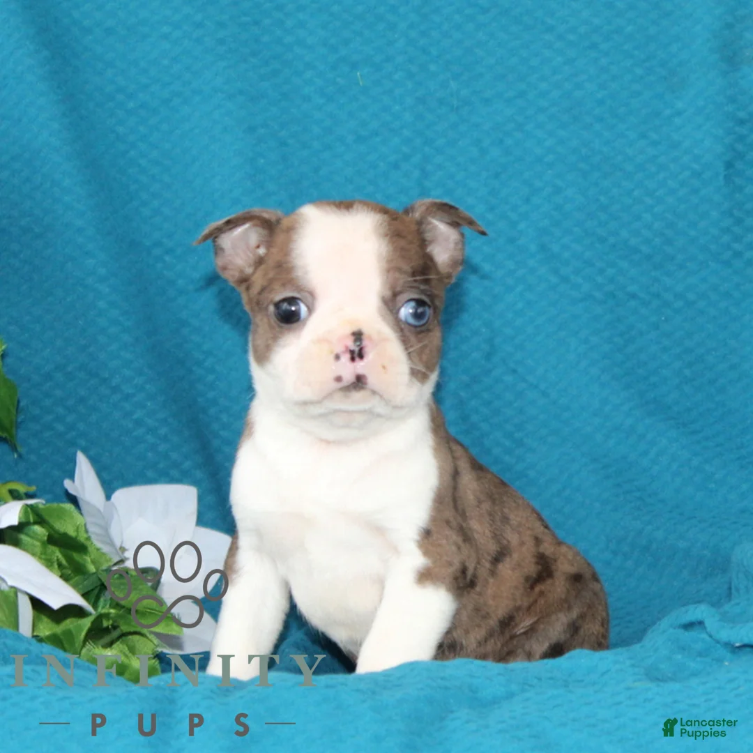 Boston Terrier dogs for sale: Amber  - Ad 2