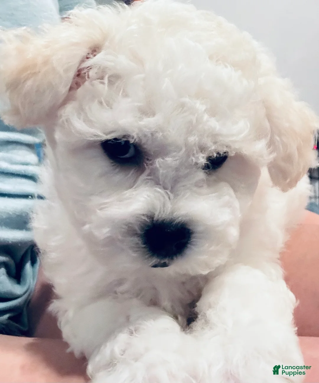 Bichon Frise dogs for sale: Baby boy 2 - Ad 2