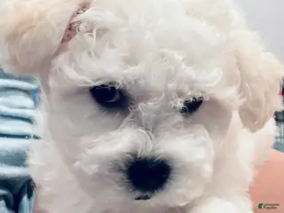 Bichon Frise dogs Bichon Frise red collar - Ad 32