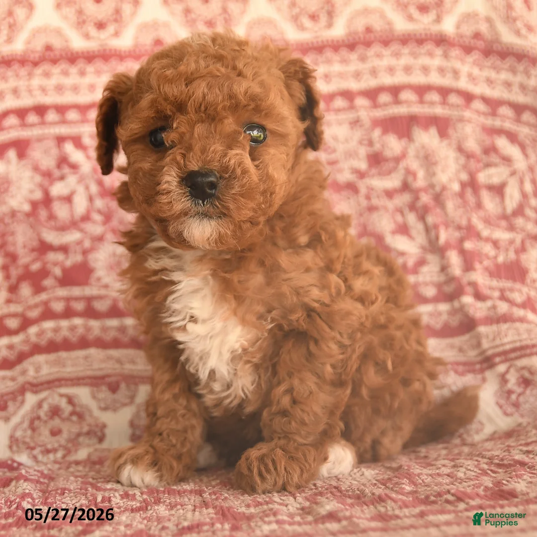 Maltipoo dogs for sale: Ivy - Ad 2