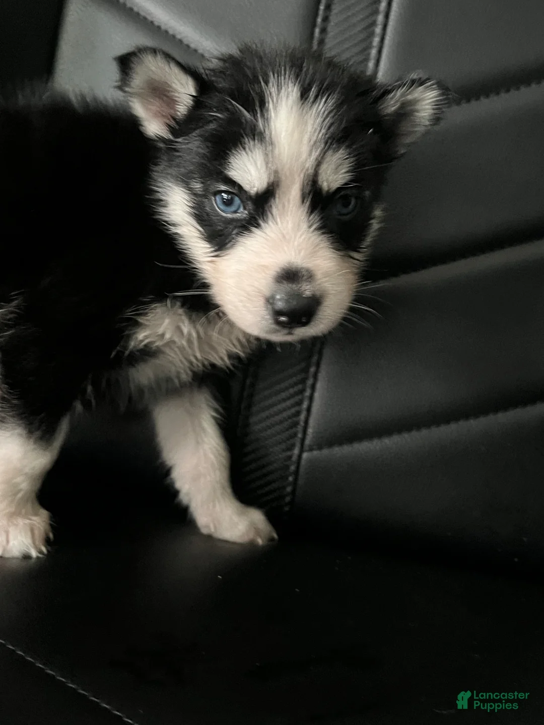 Siberian Husky dogs for sale: Siberian Husky Puppy 3 - Ad 2