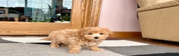 Maltipoo dogs for sale: Tigger  - Ad 11