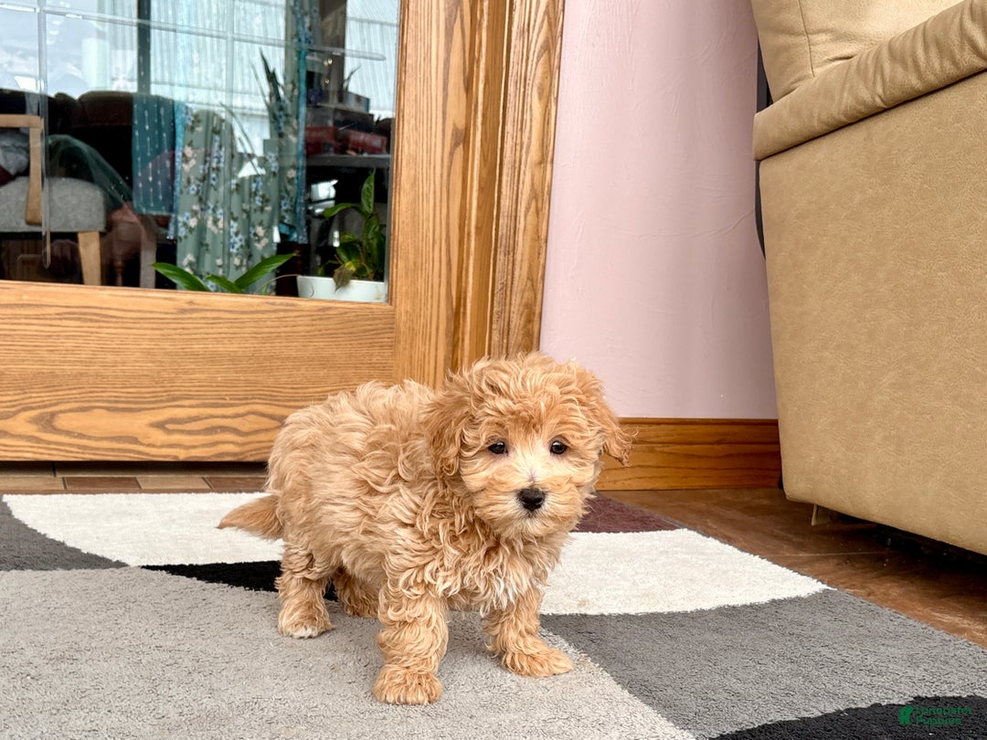 Maltipoo dogs for sale: Tigger  - Ad 11