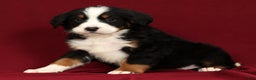 Bernese Mountain Dog dogs for sale: King - Ad 3