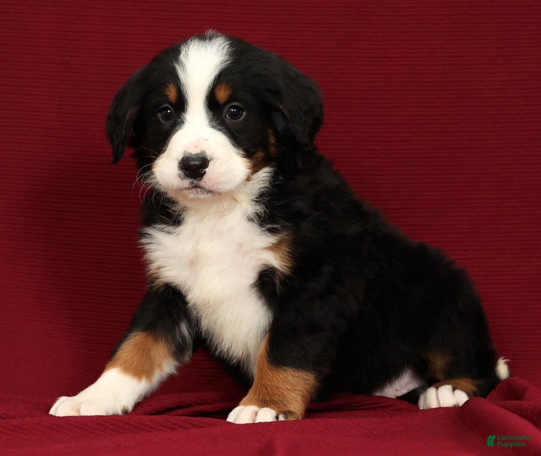 Bernese Mountain Dog dogs for sale: King - Ad 3