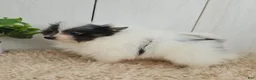 Pomeranian dogs for sale: Oreo - Ad 3