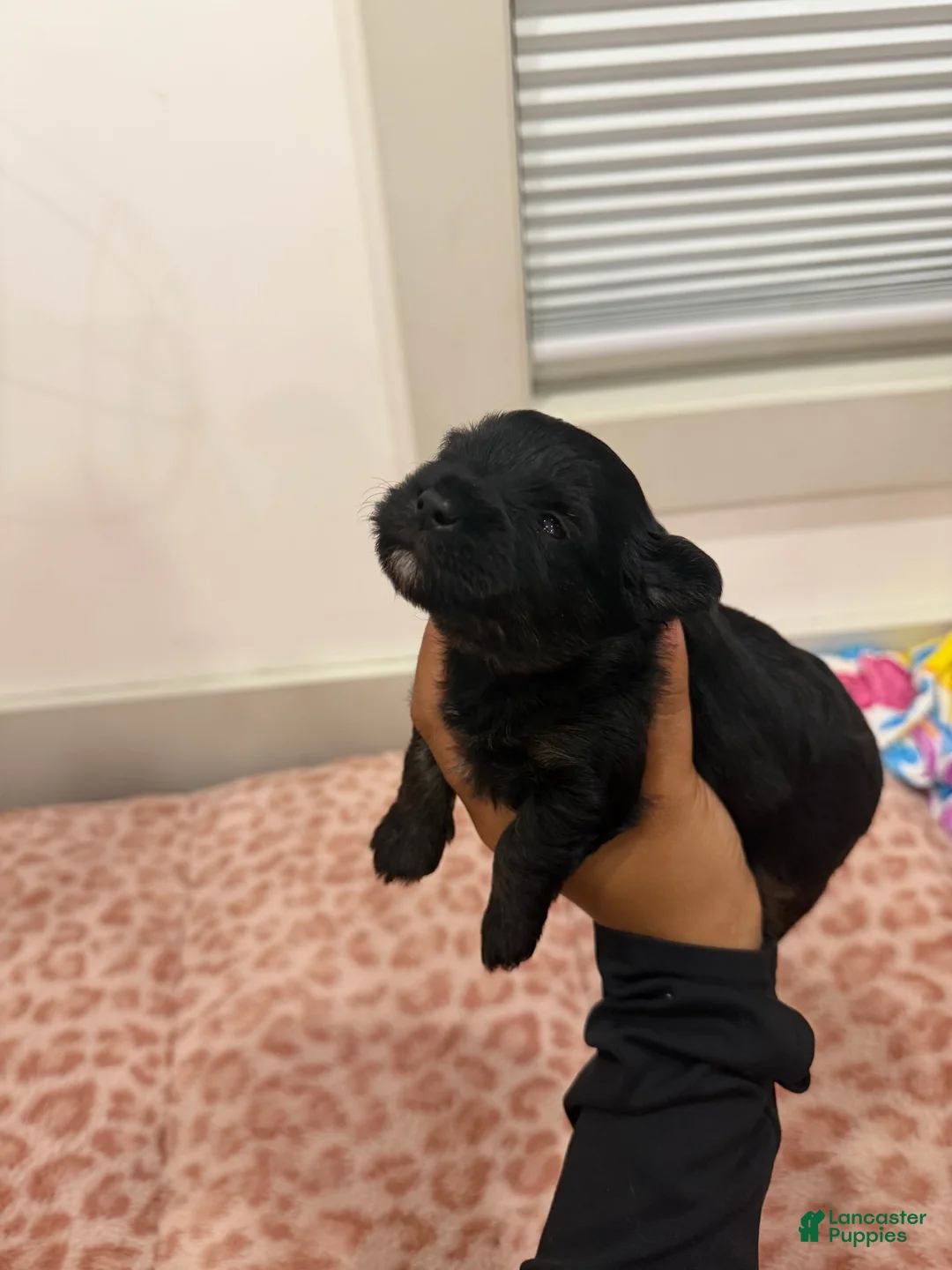Yorkshire Terrier dogs for sale: Puppy3 Male  - Ad 1