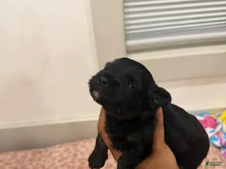 Yorkshire Terrier dogs for sale: Puppy3 Male - Ad 2