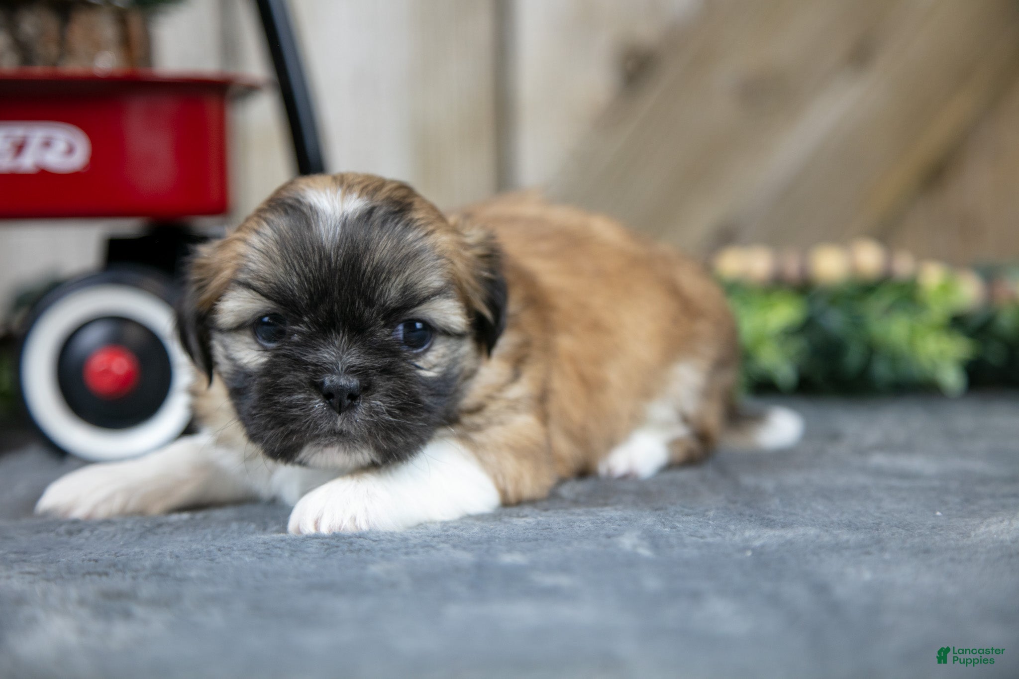 Shih Tzu dogs Ollie - Ad 2