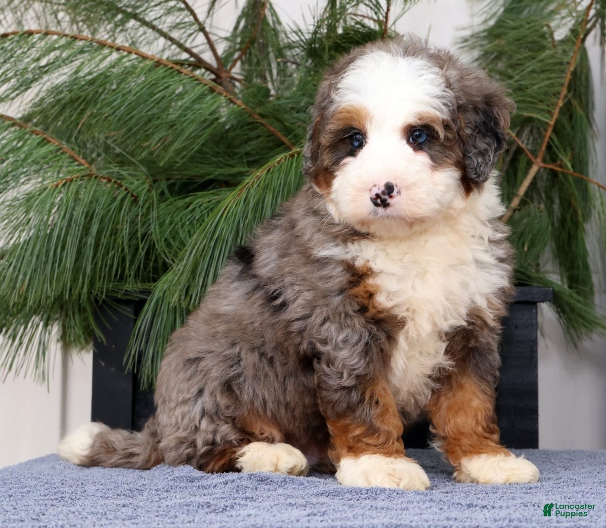 Mini Bernedoodle dogs Tommy - Ad 1