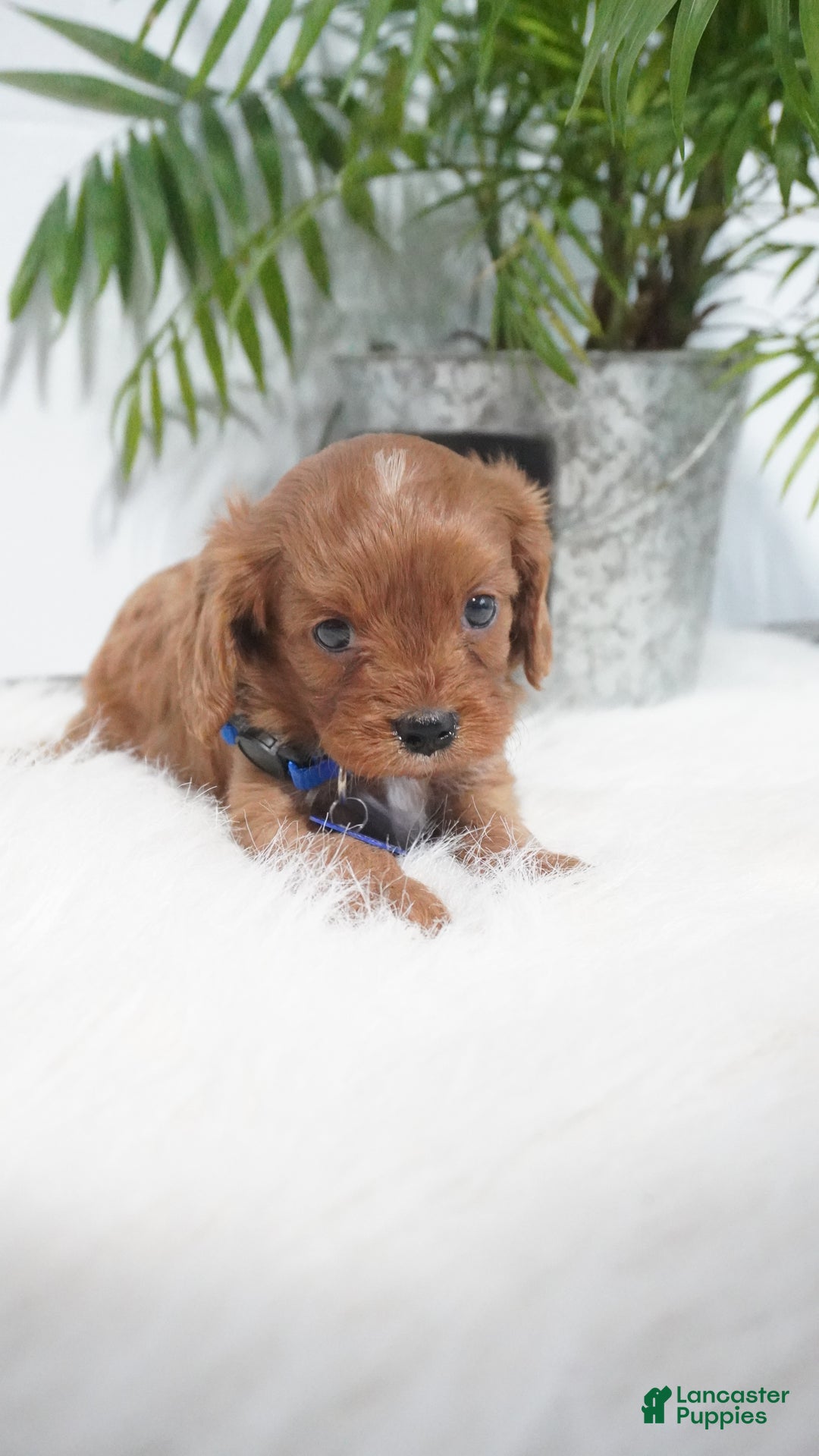 Cavapoo dogs for sale: Beau - Ad 11
