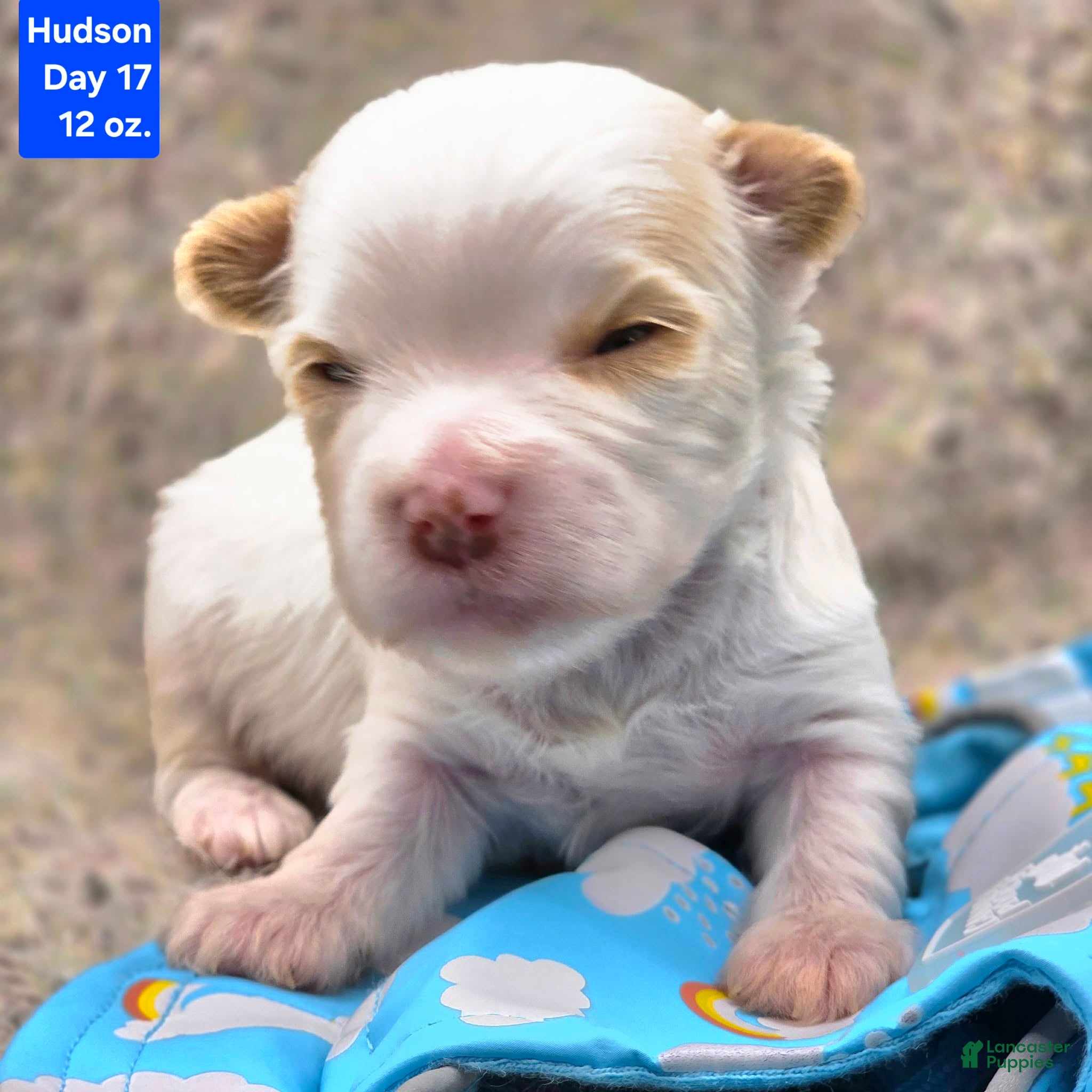 Yorkshire Terrier dogs Hudson - Ad 31