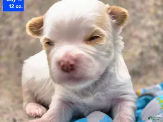 Yorkshire Terrier dogs Hudson - Ad 31