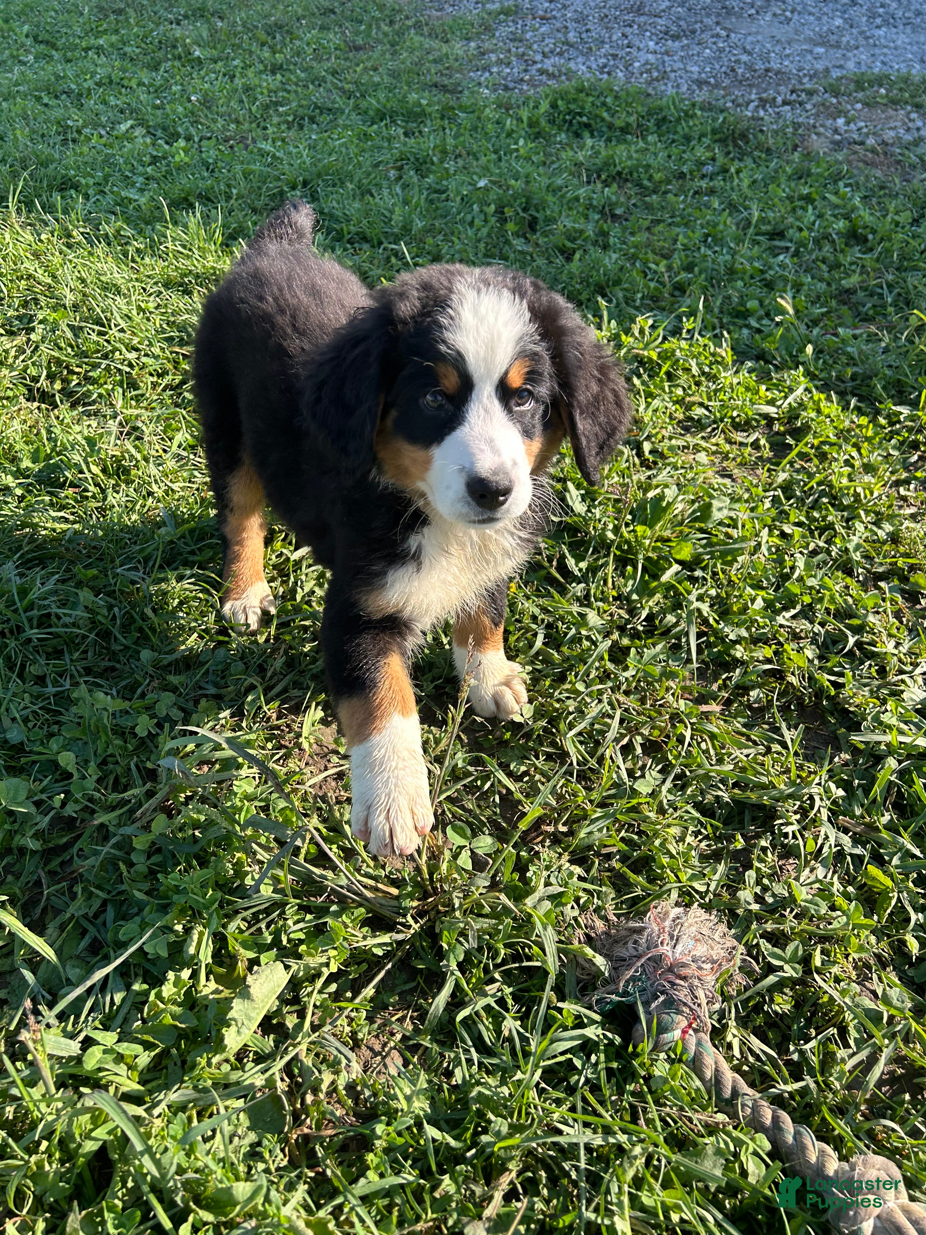 Bernese Mountain Dog dogs Phoebe - Ad 24