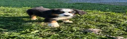 Bernese Mountain Dog dogs for sale: Phoebe - Ad 1