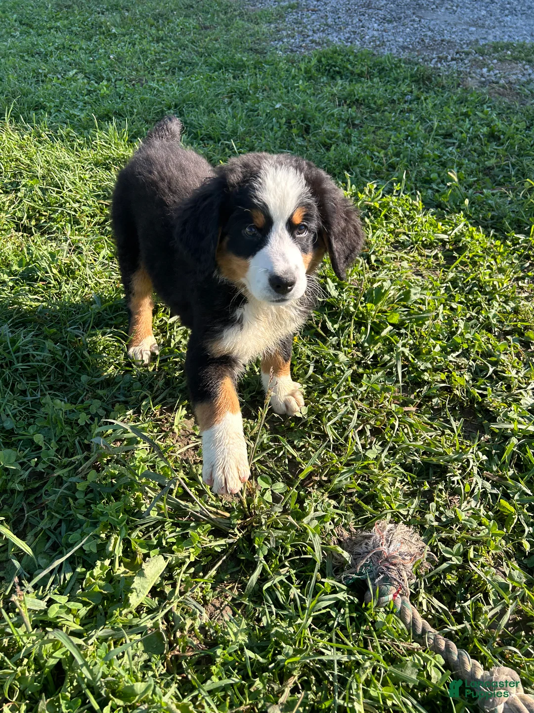 Bernese Mountain Dog dogs for sale: Phoebe - Ad 1