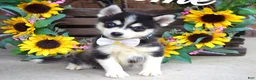 Pomsky dogs for sale: Piper - Ad 3