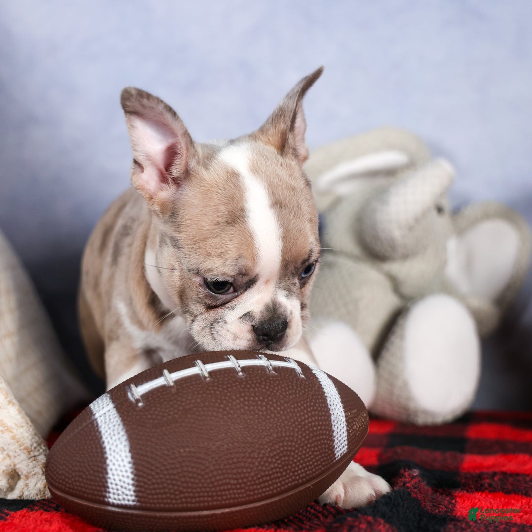 Frenchton dogs for sale: NORA - Ad 13