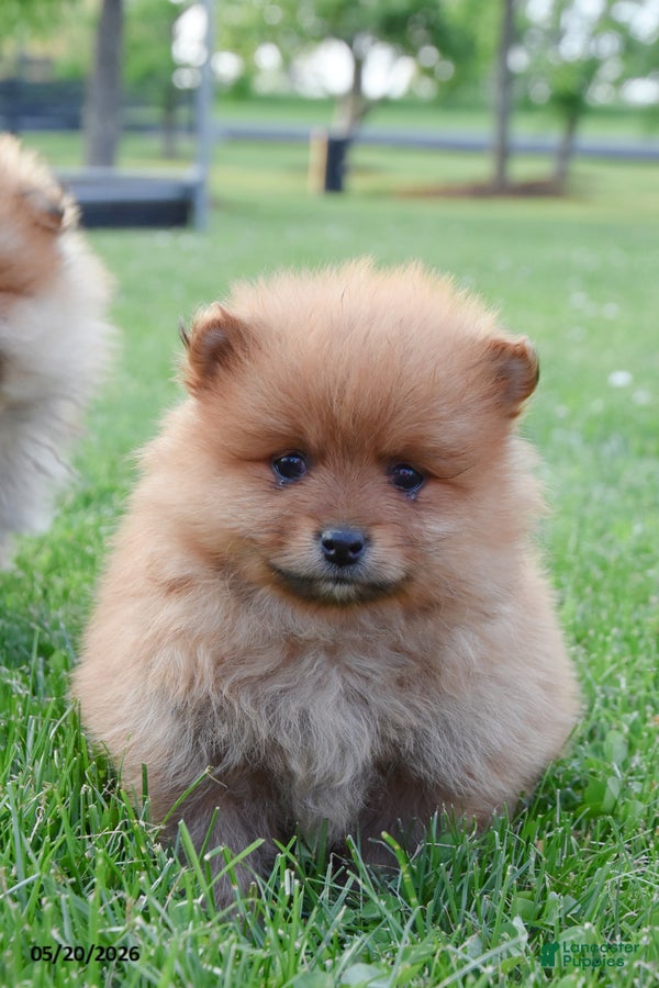 Pomeranian dogs Jett - Ad 1