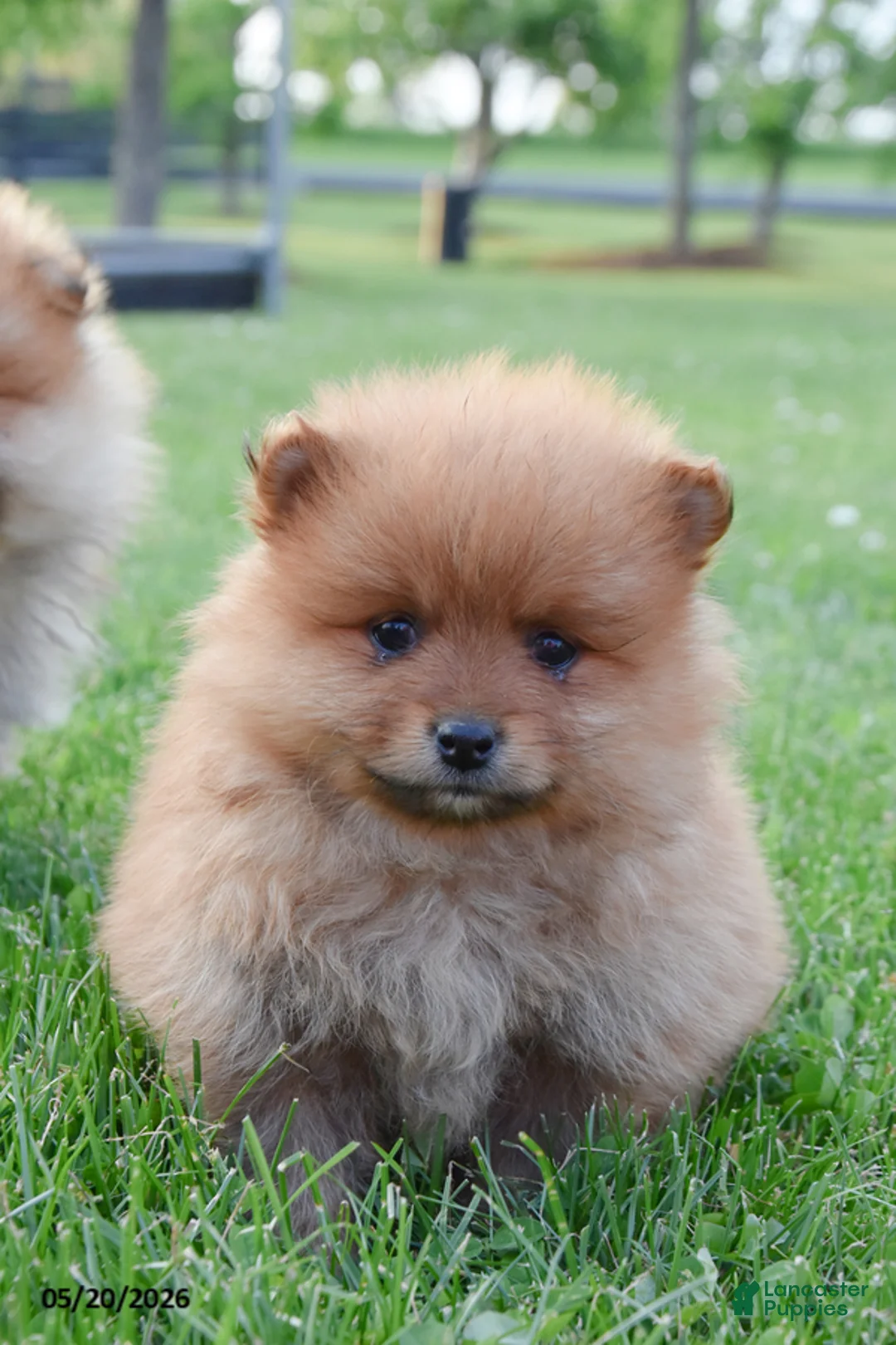 Pomeranian dogs for sale: Jett - Ad 1