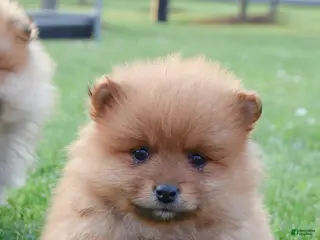 Pomeranian dogs for sale: Jett - Ad 2