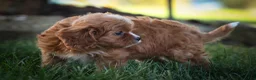 Cavapoo dogs for sale: Katie 🎀 - Ad 13