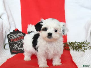 Malshi dogs Stella - Ad 6