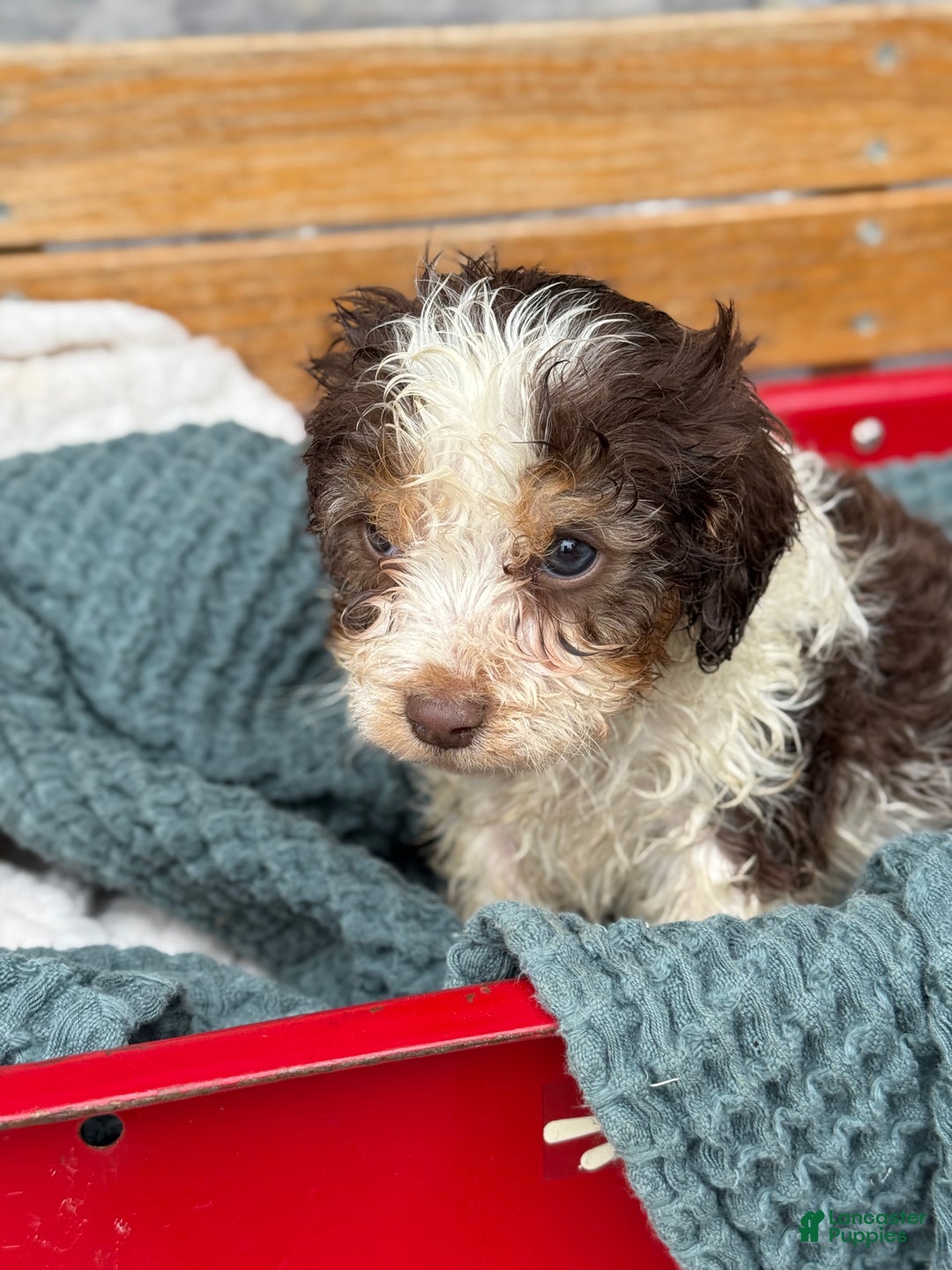 Cavapoo dogs for sale: Arlo - Ad 35