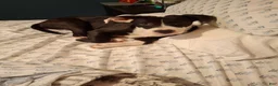Mixed Breed dogs for sale: Smoke - Ad 2