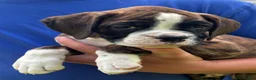 Boxer dogs for sale: Hank - Ad 3