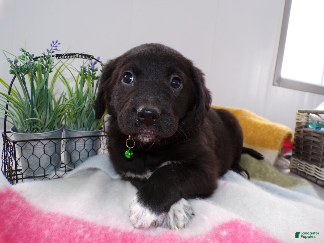 Goldador dogs for sale: Goldador Puppy 4 Winston - Ad 2