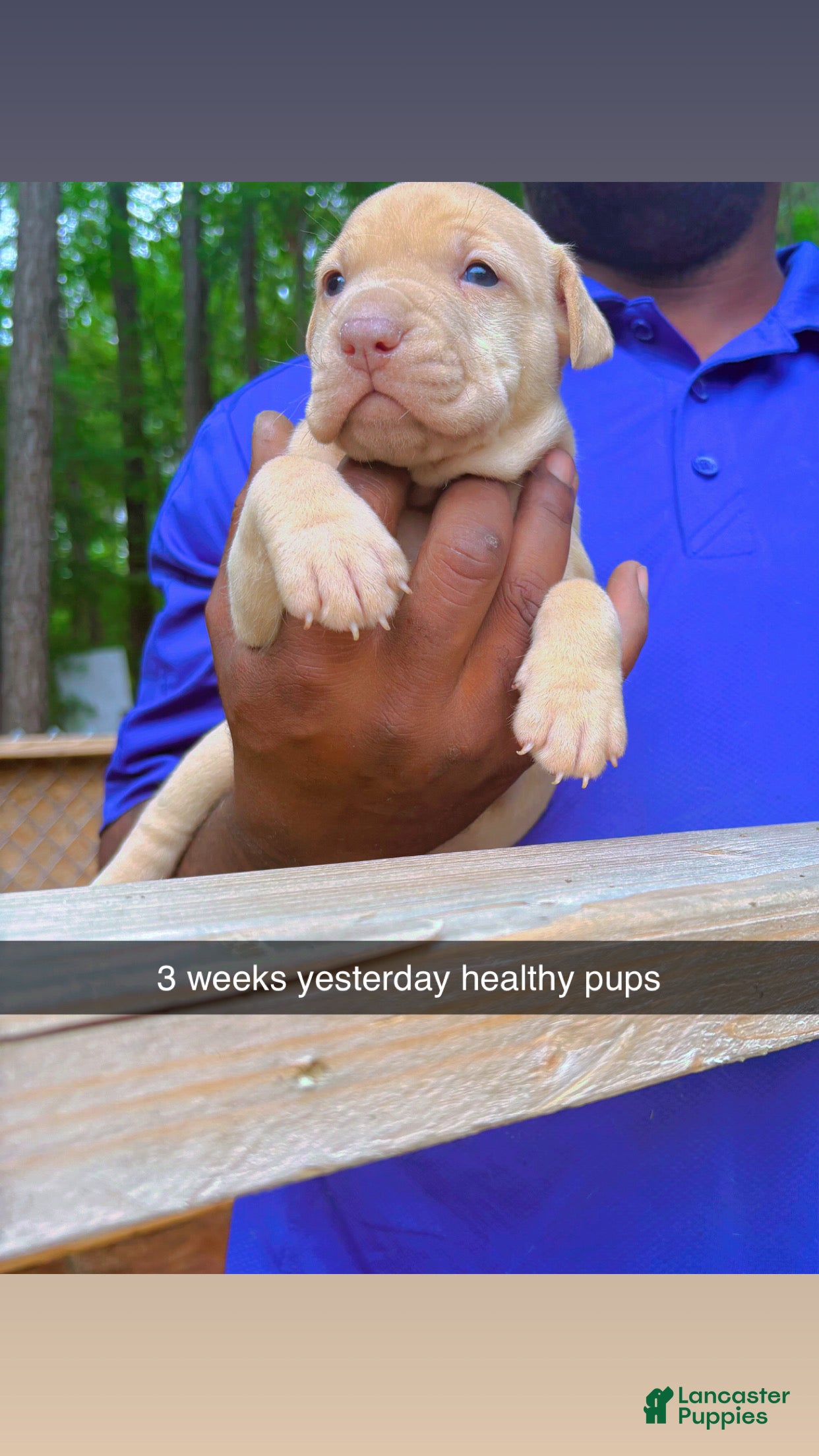 American Pit Bull Terrier dogs American Pit Bull Terrier 1 - Ad 26