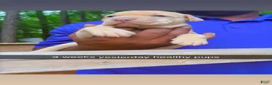 American Pit Bull Terrier 1