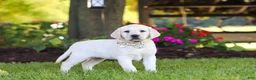 Labrador Retriever dogs for sale: Kurt - Ad 19