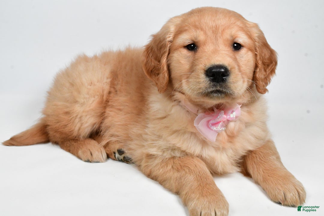 Golden Retriever dogs for sale: Lainey - Ad 9