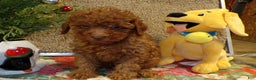Miniature Poodle dogs for sale: Miniature Poodle Puppy 2 Carlos - Ad 1