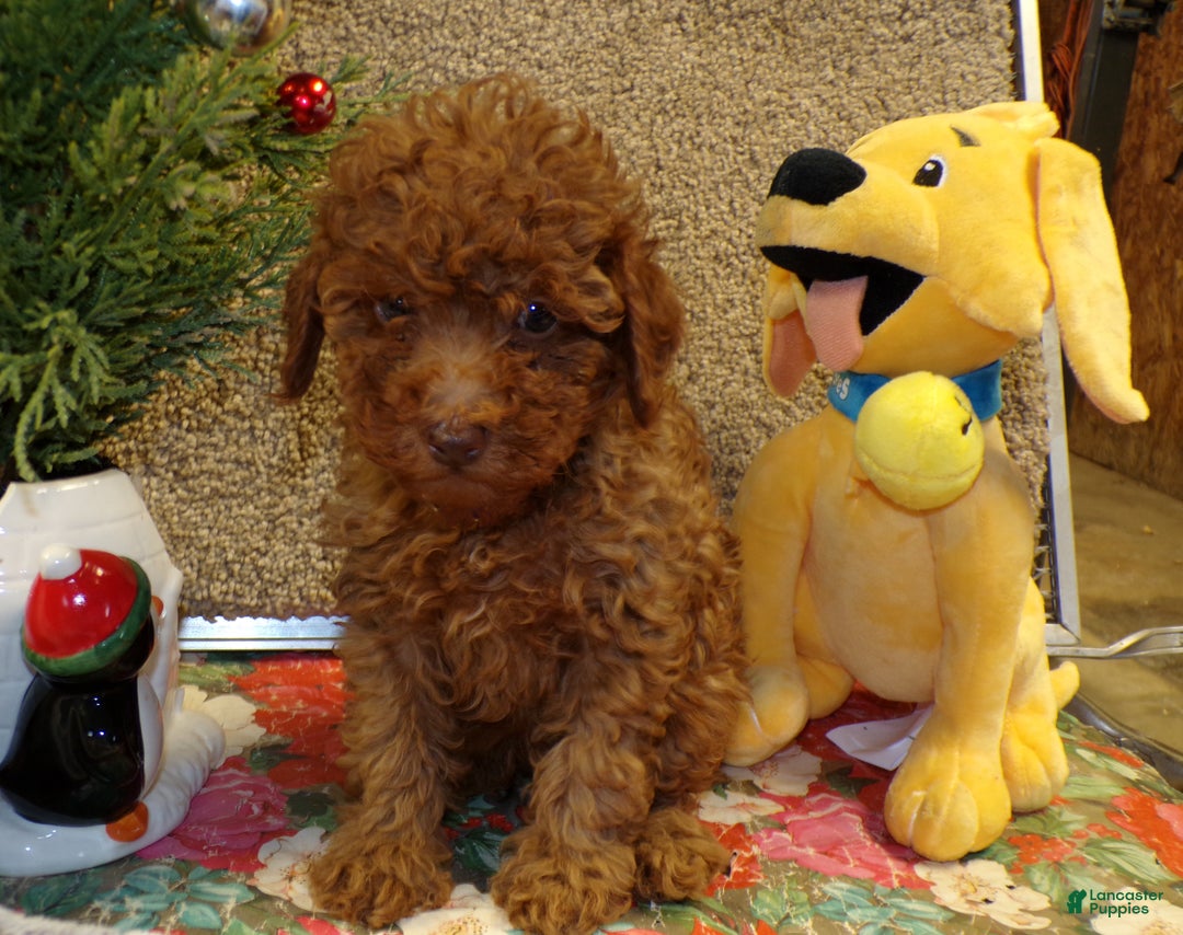 Miniature Poodle dogs for sale: Miniature Poodle Puppy 2 Carlos - Ad 1