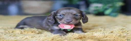 Miniature Dachshund dogs for sale: Bagel - Ad 6