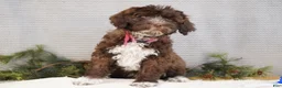 Portuguese Water Dog dogs for sale: Sofi  - Ad 3