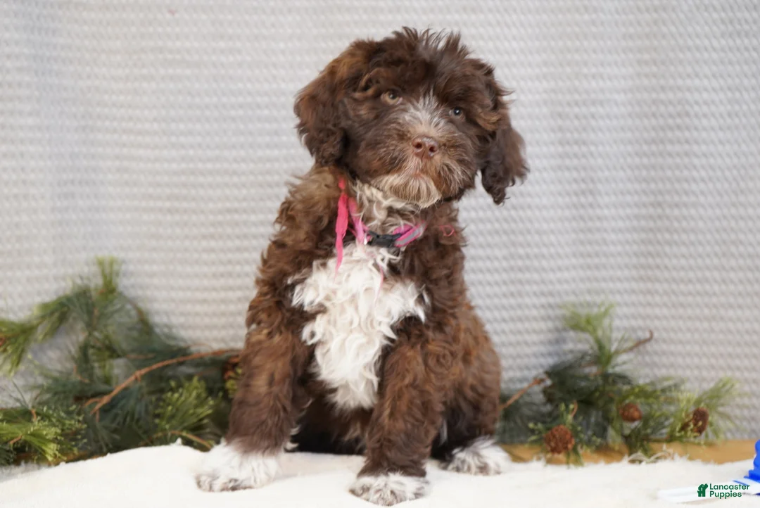 Portuguese Water Dog dogs for sale: Sofi  - Ad 3
