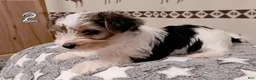 Mixed Breed dogs for sale: Pumpkin - Ad 2