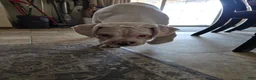 Boxer dogs for sale: Sam - Ad 18