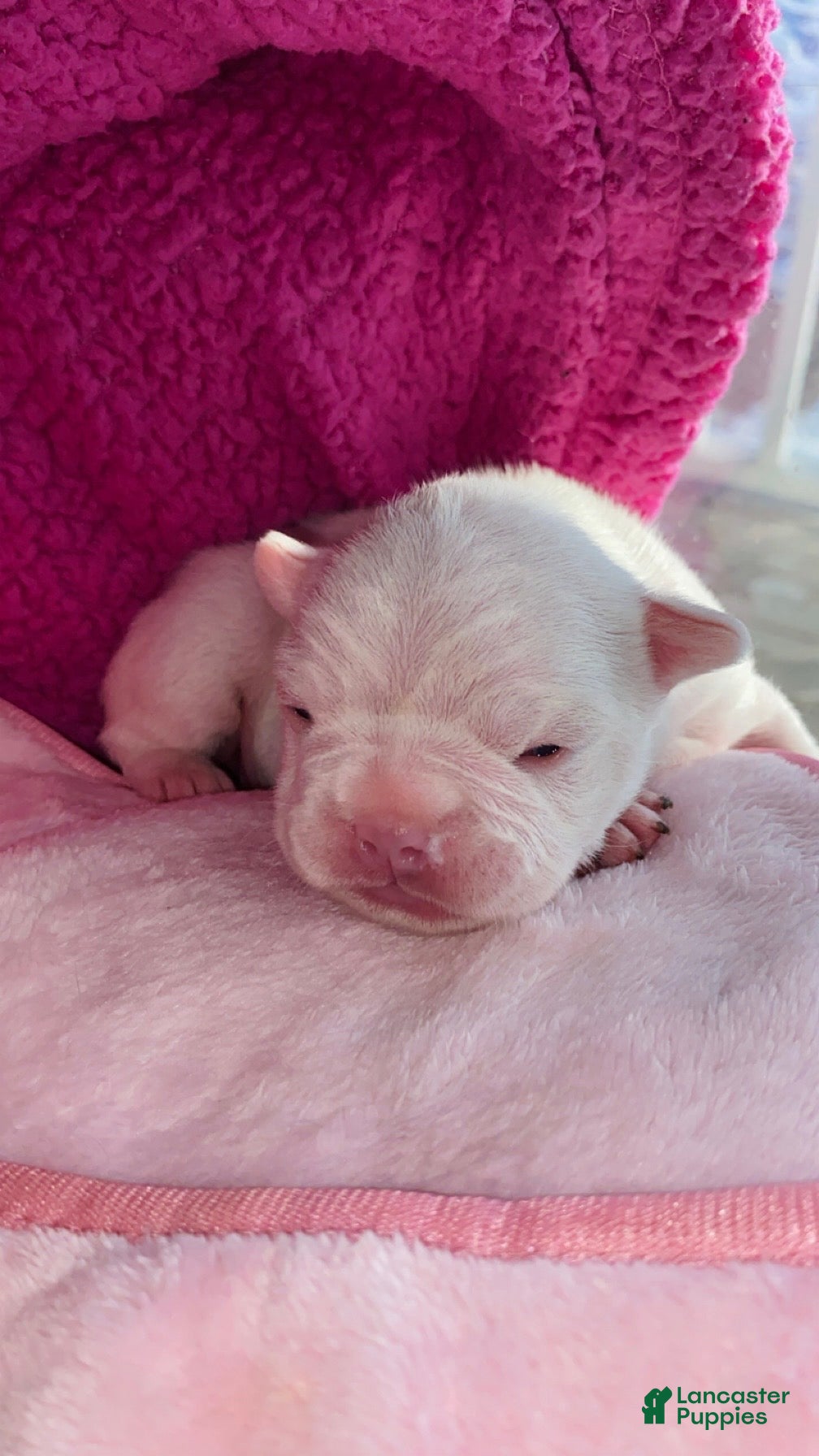 French Bulldog dogs Frenchie 3 - Ad 11