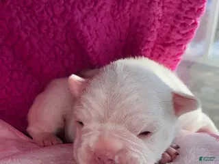 French Bulldog dogs Frenchie 3 - Ad 11